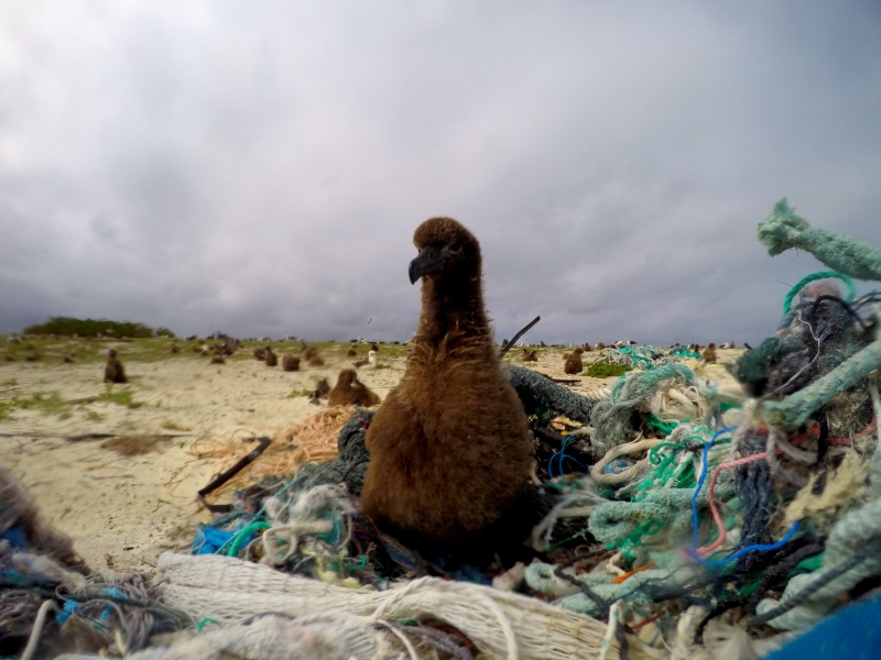 A Laysan Albatross chick rests on a pile of derelict fishing net at Eastern Island, Midway Atoll.