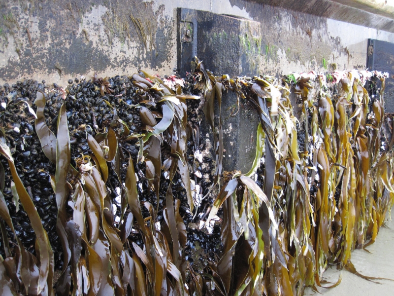 A concrete dock covered in algae and encrusting organisms.