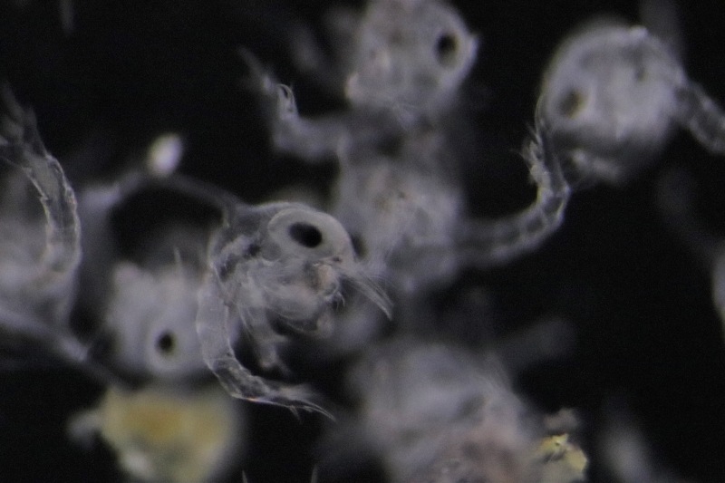 A view of a baby blue crab through a microscope that is smaller than a grain of rice.