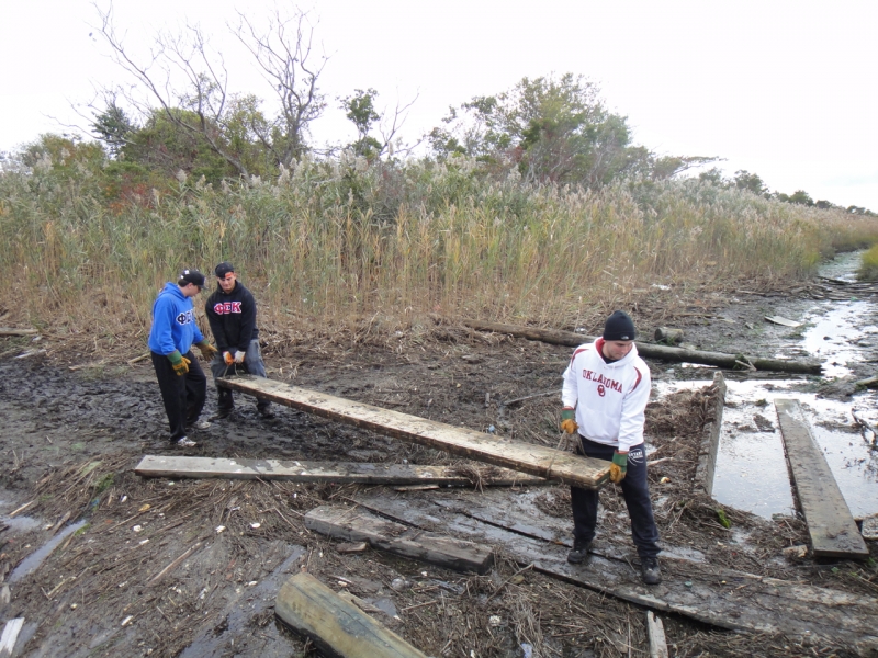 Volunteers caring lumber through a marsh.