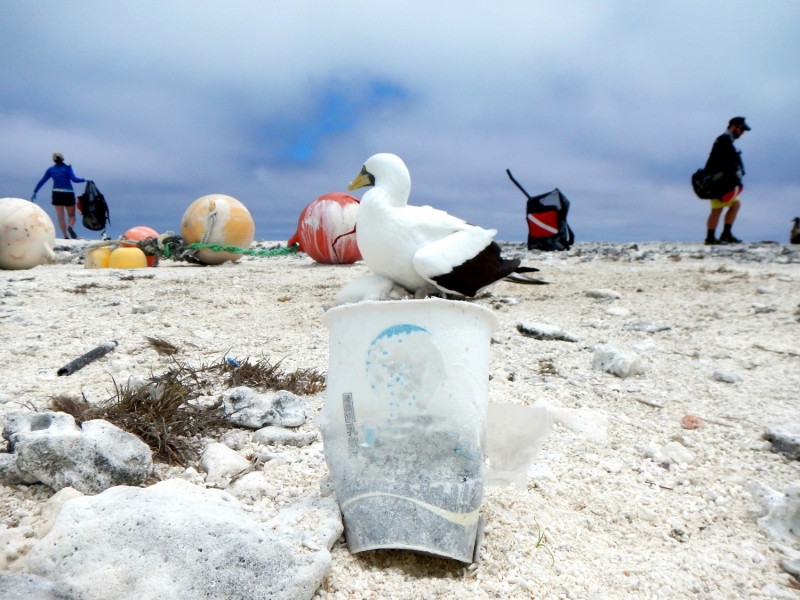 Bird on beach surrounded by plastic trash.