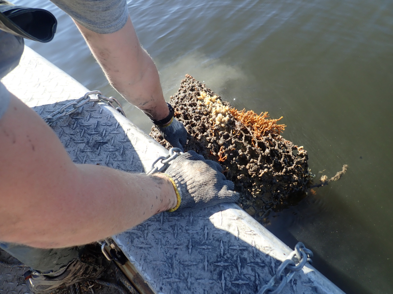 A derelict trap being pulled up out of the water.