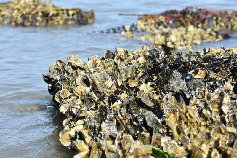 An oyster reef built with repurposed crab traps.
