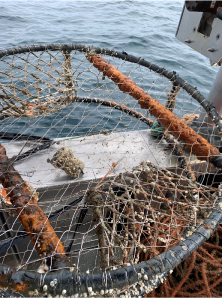 Recovered derelict crab pot. 
