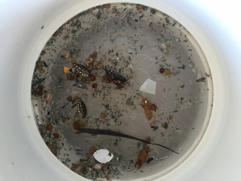 Sample of microplastics under a microscope. Fish visible.