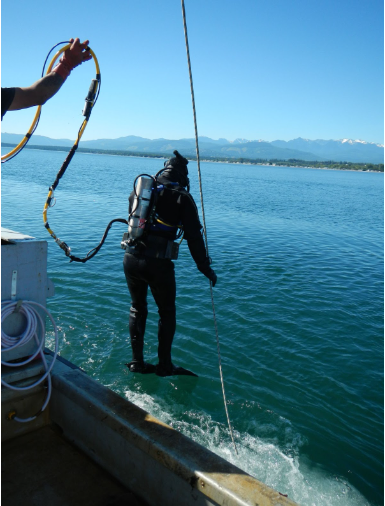 A diver jumps into a bay to retrieve derelict crab pots.