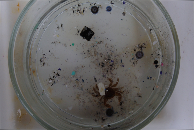 A view of a small animal inside a glass bowl.
