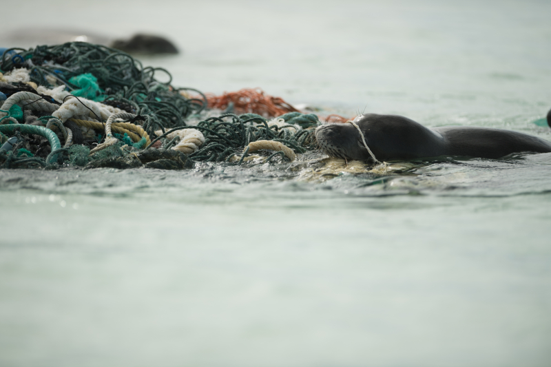 A Hawaiian monk seal plays in a large derelict fishing net mass.