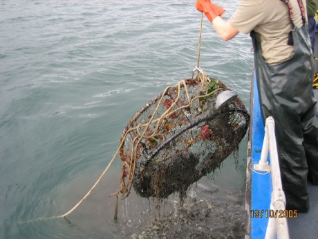 A person pulls a round crab pot up, out of the water.