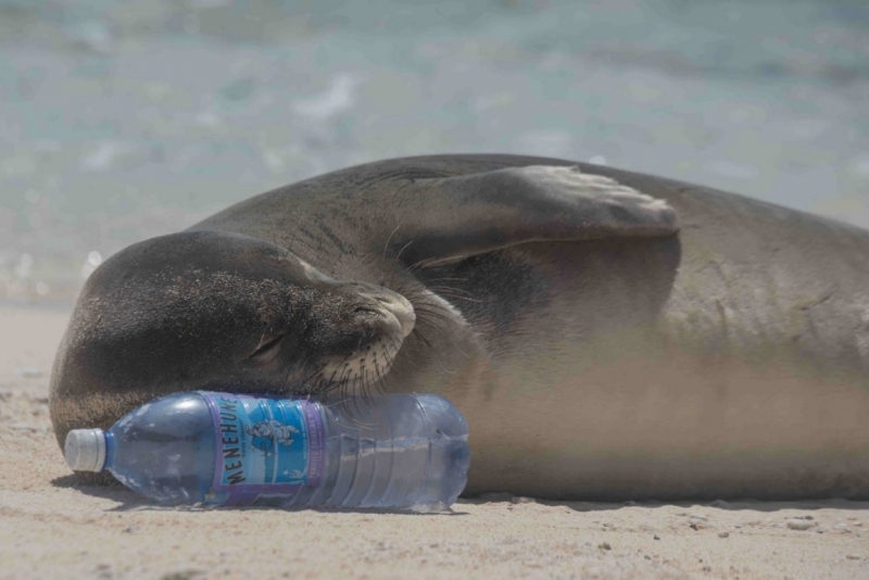 Monk seal rests its head on plastic water bottle. 