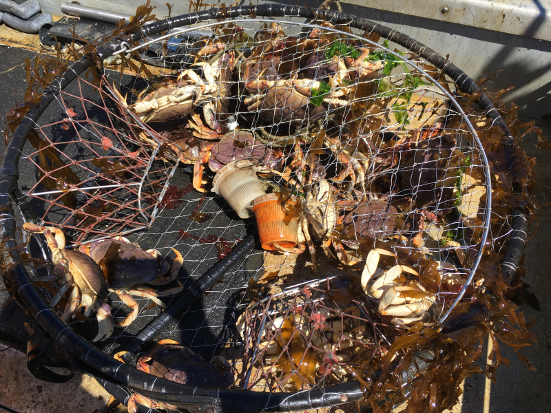 A derelict crab pot full of crabs. 
