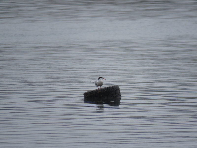 A bird stands on top of a floating tire located in the Niagara River.