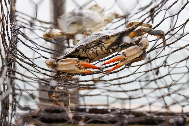 A blue crab caught in a trap.