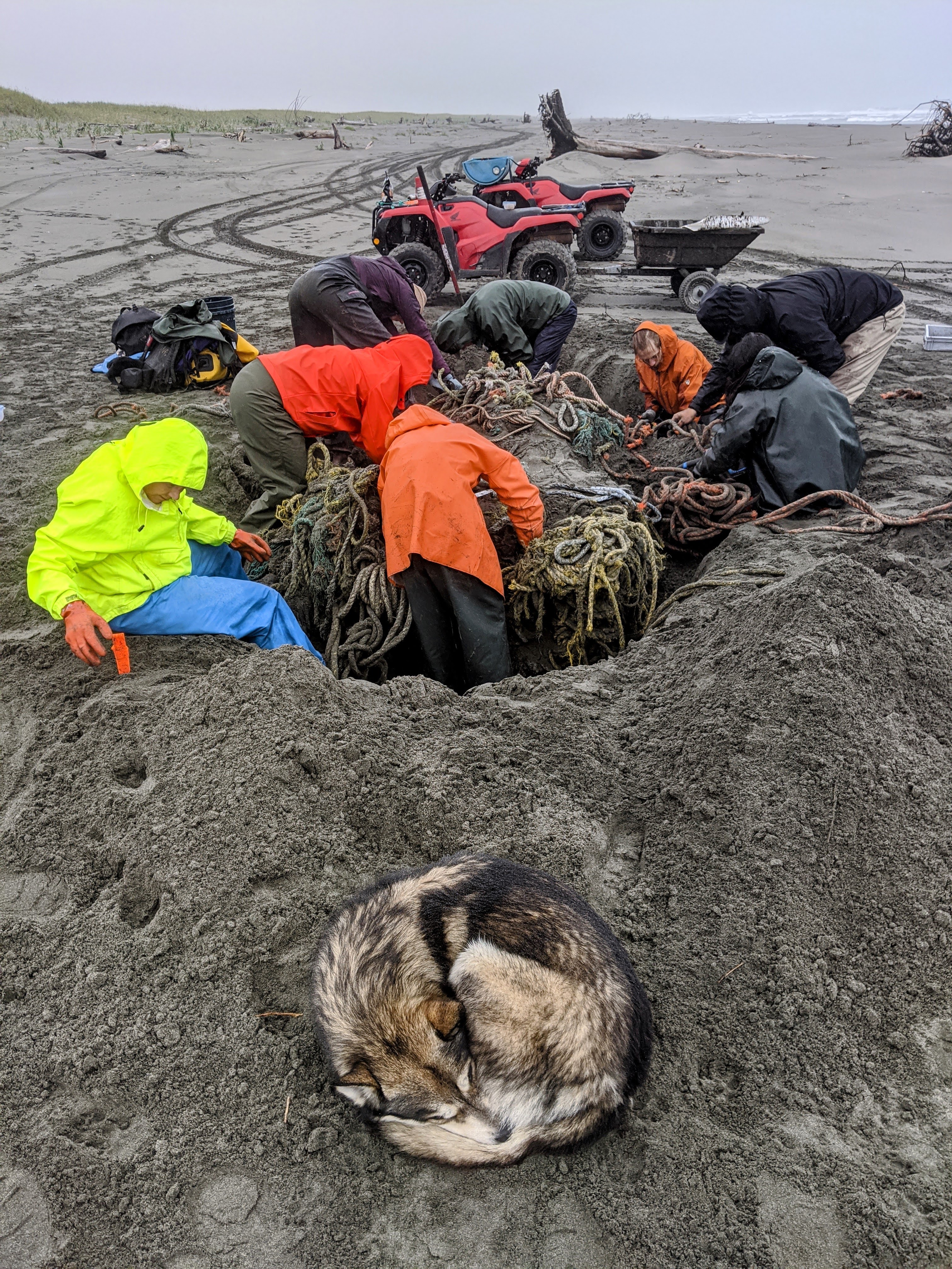 A group of people surrounding a large mass of net that was buried underground that they have been digging out.