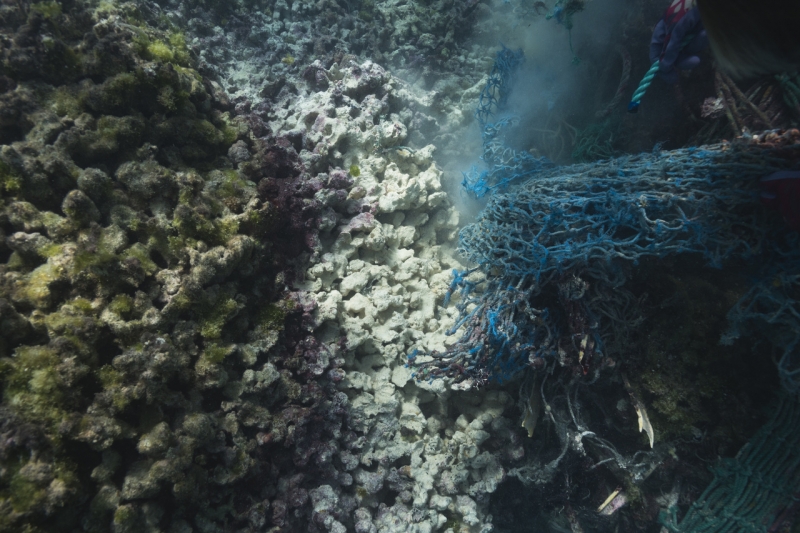 White scar in a coral reef from an abandoned fishing net.