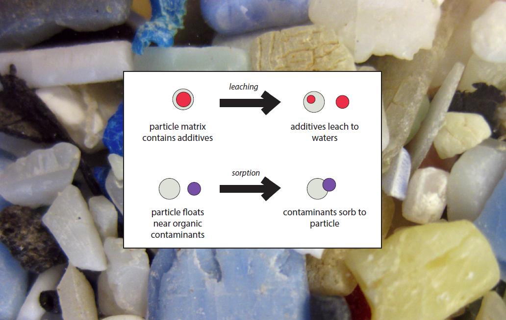 Figure showing that additives may leach out of plastic particles over time, while other contaminants can sorb to plastic particles.
