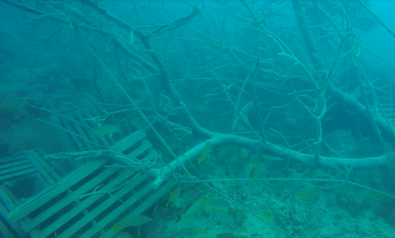 Broken lobster traps and branches.