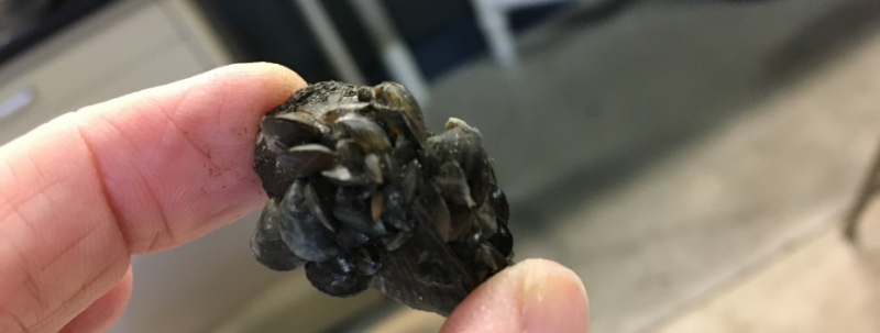 A hand holding up quagga mussels.