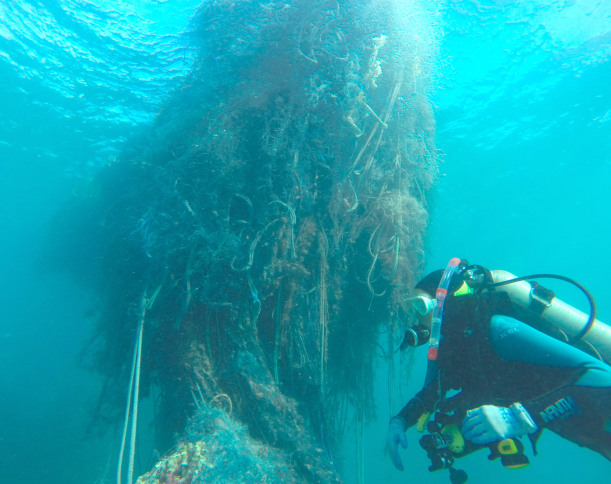 Large next lurking behind a diver.