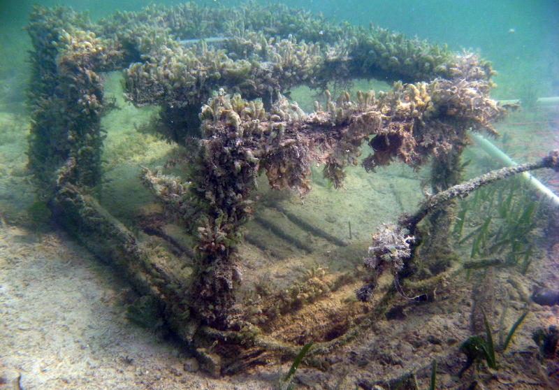 A derelict lobster trap frame with bio-fouling (most of the side slats are missing) sits on mixed seagrass and hard-bottom habitat.