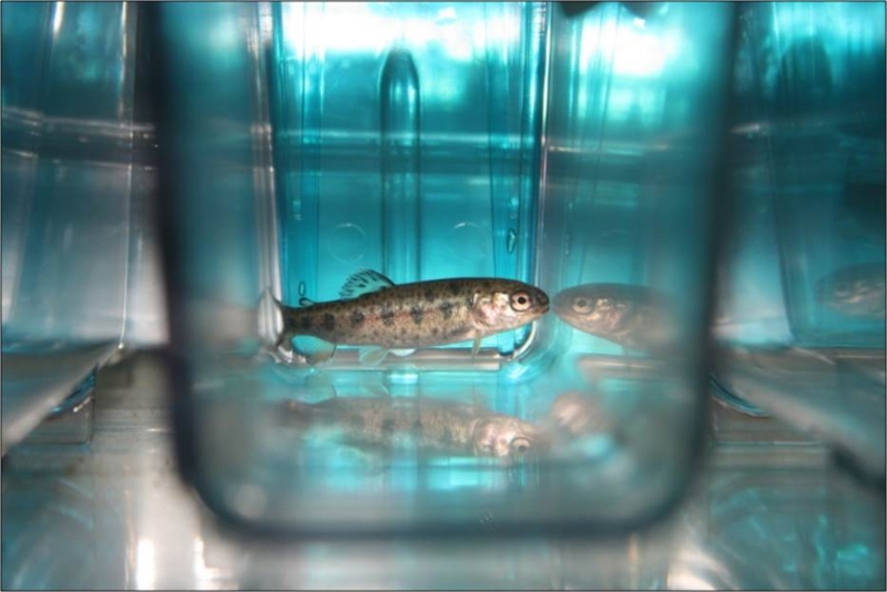 A small trout is in a clear container with a blue background.