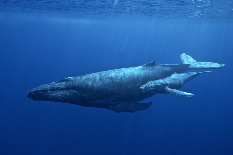 Humpack whale and her calf.