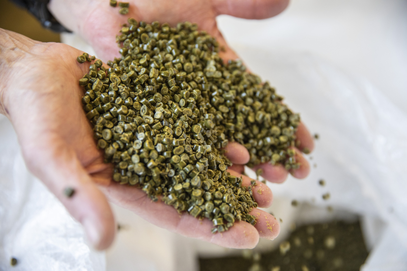 A handful of raw plastic pellets made of recovered aquaculture ropes.