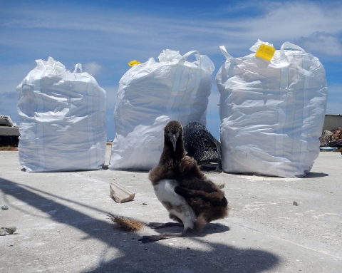 Towering bagsters loom behind a curious young Albatross chick at Tern Island.