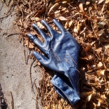 Rubber (latex) glove found on the street in Silver Spring, Maryland.