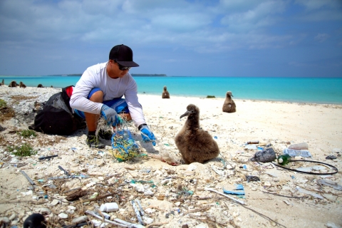 The marine debris team removes pieces of derelict gear where a juvenile laysan albatross is nesting.