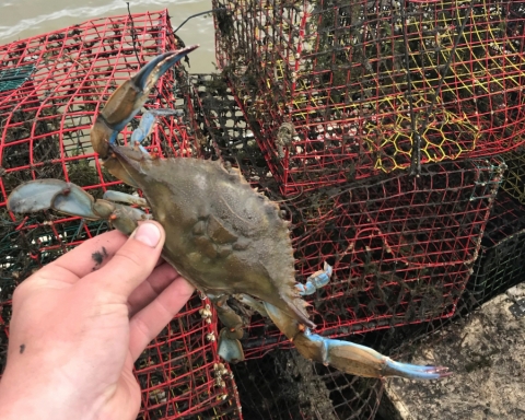 A person holds a live blue crab over several stacked crab pots.