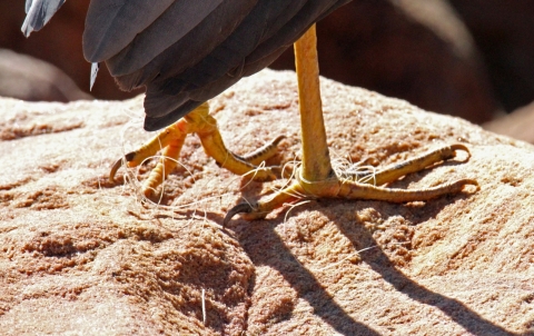Fishing line is entangled around the feet of a heron.
