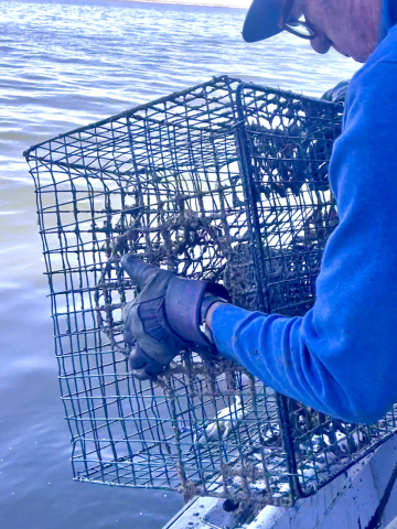 A person releasing a live crab from a recovered derelict trap.