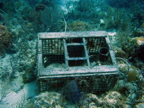 A derelict trap in the Florida Keys.