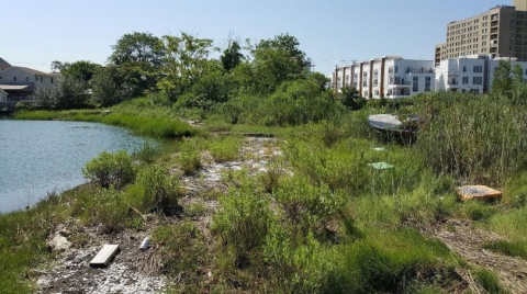 Abandoned boats and other debris in the vegetation along a shoreline with buildings in the distance.