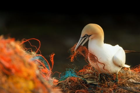 A bird holds pieces of net in its beak and is surrounded by a larger net.