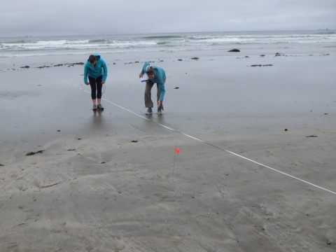 Two people on the beach measuring distance.