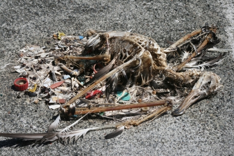 A bird skeleton with plastic pieces.