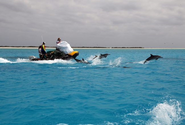 The Marine Debris team being escorted by spinner dolphins as they transport debris from Eastern Island to Sand Island.