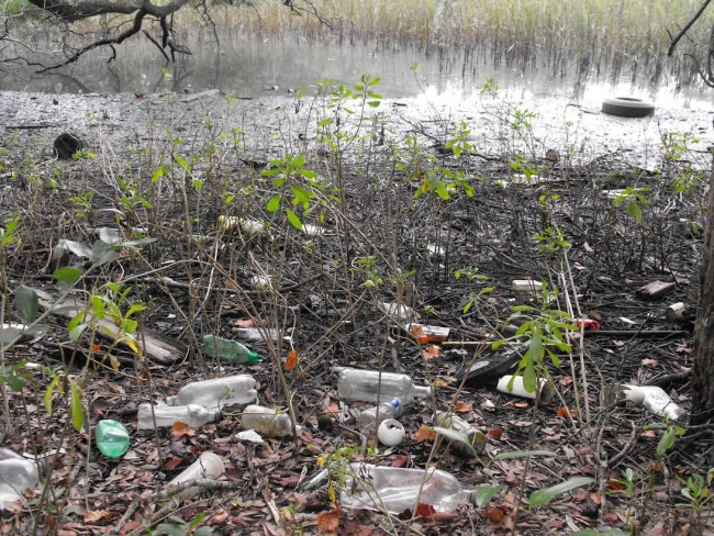 Marine debris sprinkled throughout newly-sprouted plants.