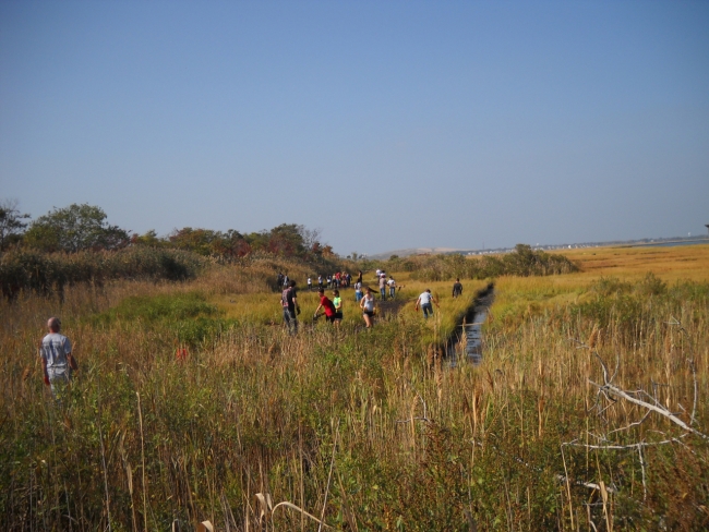 A view of the marsh with many volunteers in it.