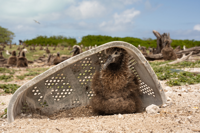 A bird sits under a laundry basket on a beach.