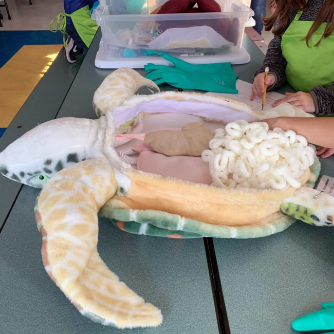 Plush sea turtle with plush intestines exposed. 