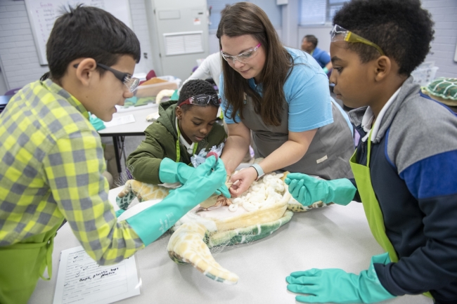 Four people lean over a stuffed animal in the shape of a sea turtle and prepare to conduct a fake dissection.