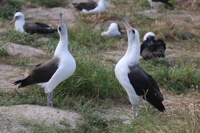 Two large birds facing each other with their beaks to the sky.
