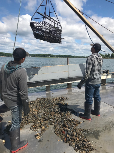 Two crew members on a boat collecting oysters that are being dredged from the sea bottom.