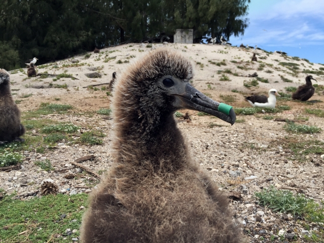 A laysan albatross chick with an oyster spacer tube stuck on its beak.