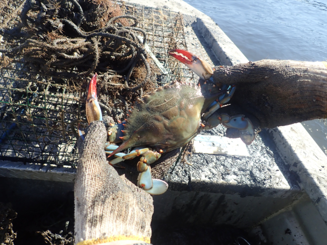 A live crab recovered from a derelict crab trap being removed from an estuary.