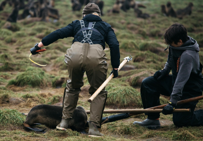A team member holding a packing band that was removed from a seal while other team members ready to release the disentangled seal.