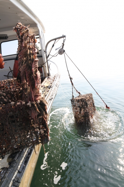 A derelict pot being pulled out of the water by a pulley on a boat.